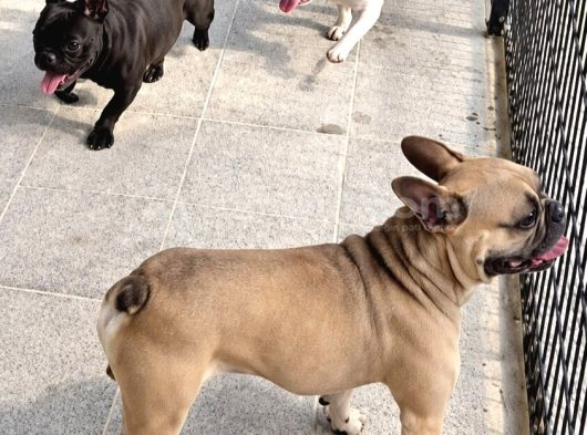 Orjinal Yetişkin French Bulldog