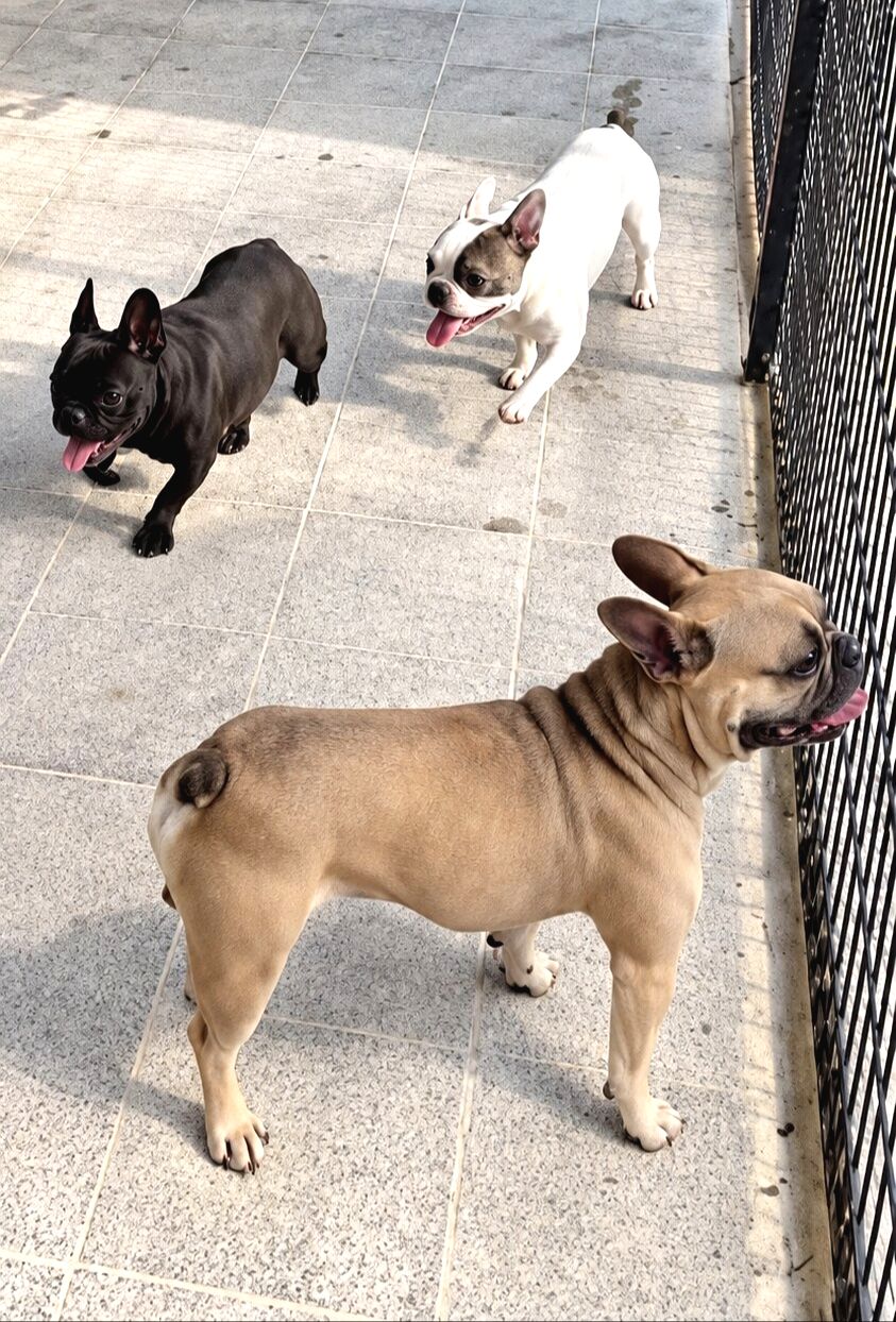 Orjinal Yetişkin French Bulldog