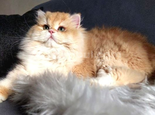 Ücretisiz British Longhair Erkek