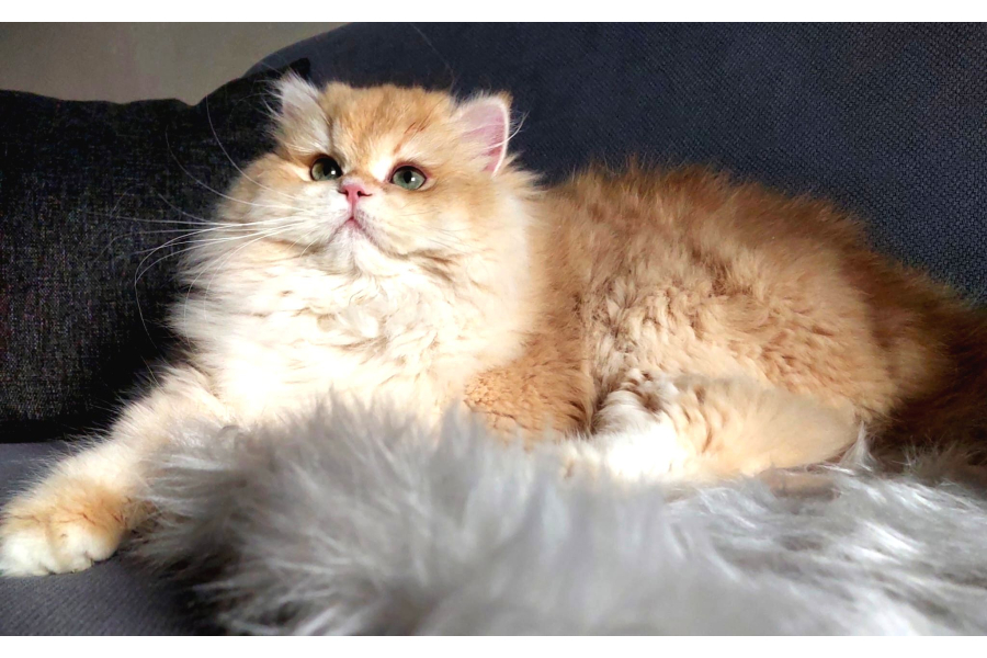 Ücretisiz British Longhair Erkek