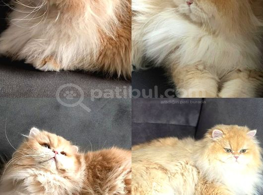 Ücretisiz British Longhair Erkek görsel