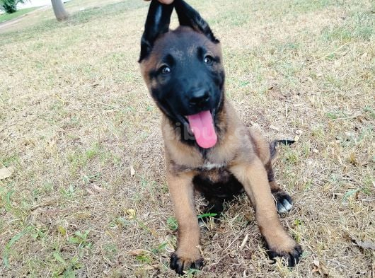 Belçika Malinois Yavruları
