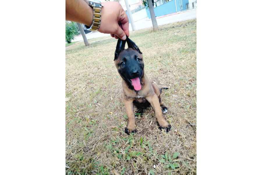 Belçika Malinois Yavruları