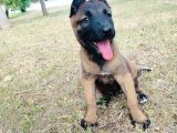 Belçika Malinois Yavruları