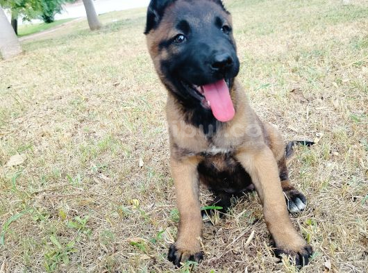 Belçika Malinois Yavruları görsel