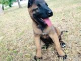 Belçika Malinois Yavruları