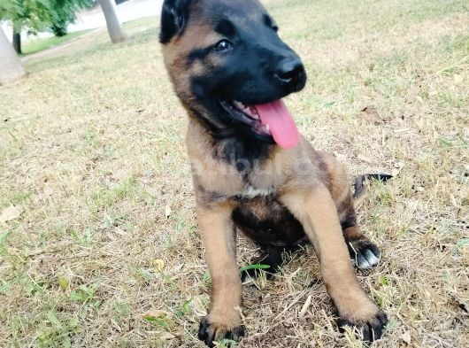 Belçika Malinois Yavruları görsel