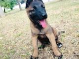 Belçika Malinois Yavruları