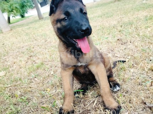 Belçika Malinois Yavruları görsel