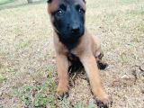 Belçika Malinois Yavruları