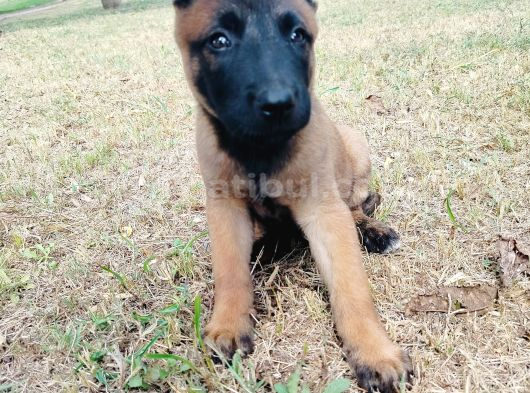 Belçika Malinois Yavruları görsel