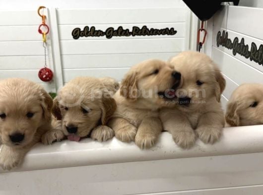 Golden Retri̇ver Uygun Puanli İstanbul görsel