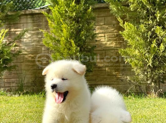 Beyaz Akita Inu Yavru görsel