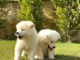Beyaz Akita Inu Yavru