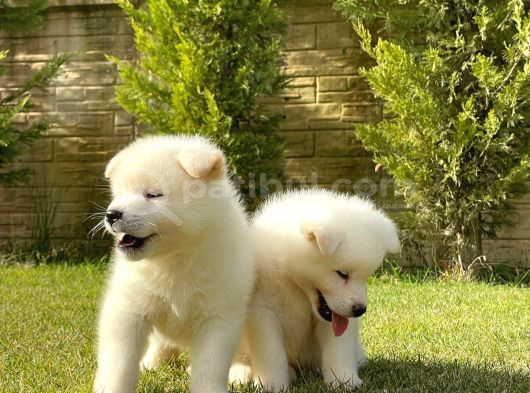 Beyaz Akita Inu Yavru görsel