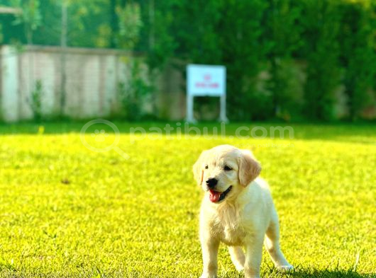 Golden Retriever Yavru görsel