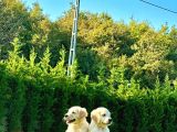 Golden Retriever Yavru