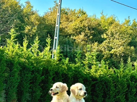 Golden Retriever Yavru görsel
