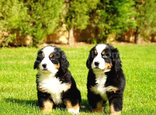 Bernese Montain Dog Yavru görsel