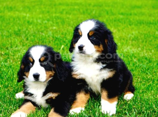 Bernese montain dog yavru