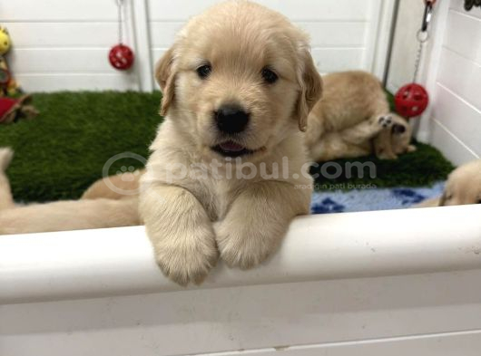 Golden Retri̇ver Uygun Puanli İstanbul görsel