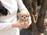 Tr De Tek Orjinal Maltipoo Yavrular