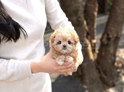 Tr De Tek Orjinal Maltipoo Yavrular görsel