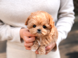 Tr De Tek Orjinal Maltipoo Yavrular