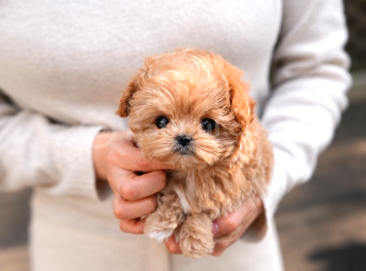 TR DE TEK ORJINAL MALTIPOO YAVRULAR
