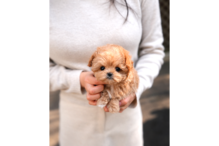 Tr De Tek Orjinal Maltipoo Yavrular