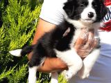 Border Collie Yavrusu
