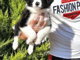 Border Collie Yavrusu