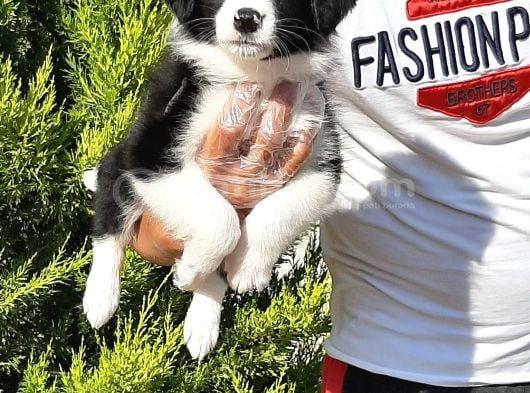 Border Collie Yavrusu görsel