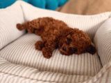 Red Red Red Mınıpoodle İstanbul