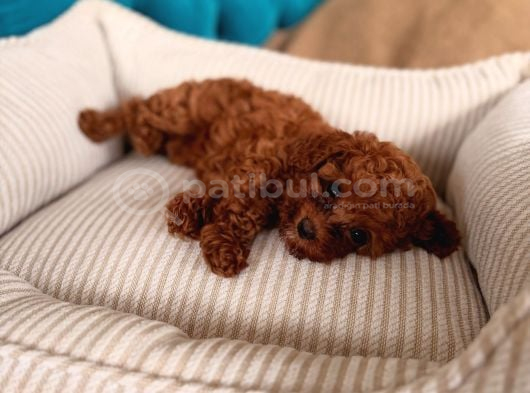 Red Red Red Mınıpoodle İstanbul görsel