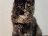 Ücretsiz Safkan Maine Coon Yavrusu