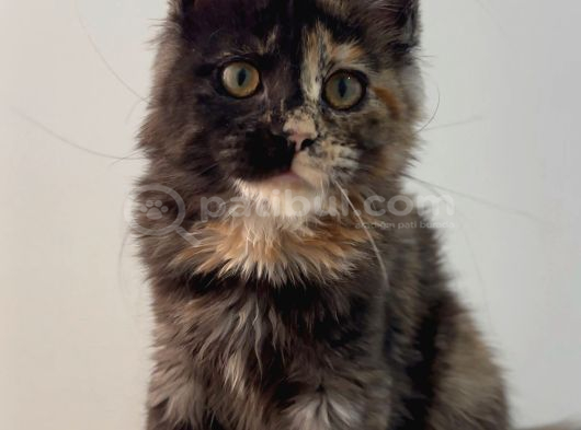 Ücretsiz safkan maine coon yavrusu