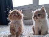 A kalite iran exotic ve persian bebekler