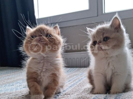 A kalite iran exotic ve persian  bebekler