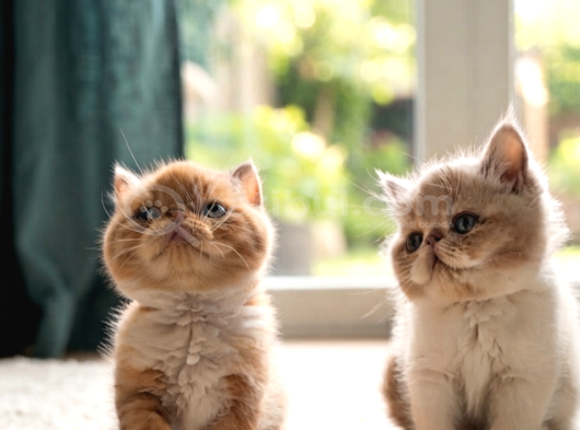 A kalite iran exotic ve persian  bebekler