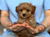 Toy Poodle Sevi̇mli̇ Yavrular Ev Üreti̇mi̇