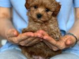Toy Poodle Sevi̇mli̇ Yavrular Ev Üreti̇mi̇