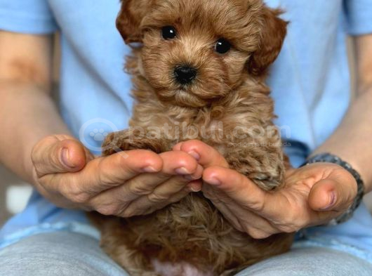 Toy Poodle Sevi̇mli̇ Yavrular Ev Üreti̇mi̇