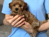 Toy Poodle Sevi̇mli̇ Yavrular Ev Üreti̇mi̇