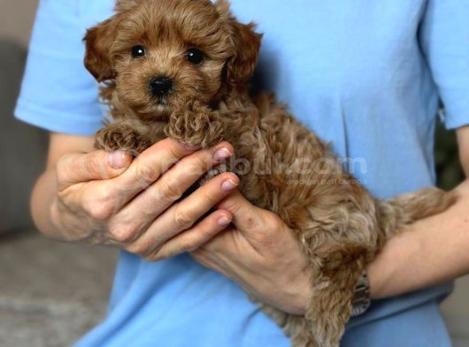 Toy Poodle Sevi̇mli̇ Yavrular Ev Üreti̇mi̇ görsel