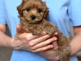 Toy Poodle Sevi̇mli̇ Yavrular Ev Üreti̇mi̇
