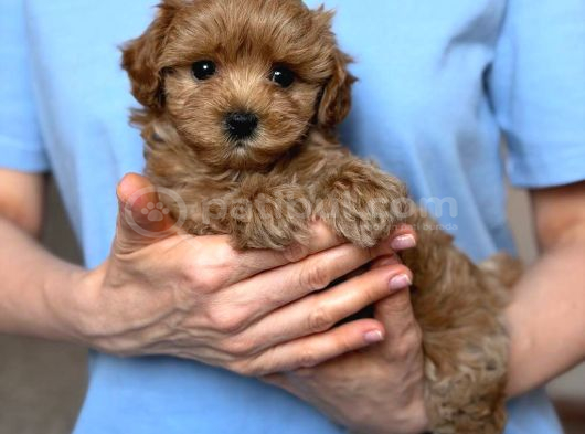 Toy Poodle Sevi̇mli̇ Yavrular Ev Üreti̇mi̇ görsel