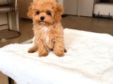 Malti̇poo Ci̇nsi̇ Yavrular Ev Üreti̇mi̇