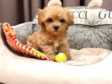 Malti̇poo Ci̇nsi̇ Yavrular Ev Üreti̇mi̇