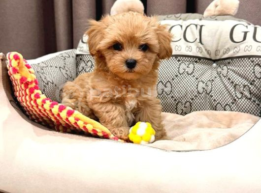 Malti̇poo Ci̇nsi̇ Yavrular Ev Üreti̇mi̇ görsel